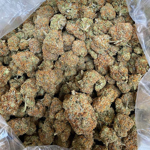 Cannabis